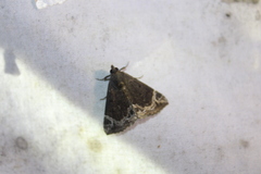 Hypena abalienalis