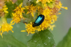 Lebia viridis