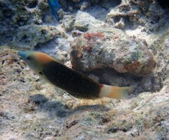 Halichoeres podostigma