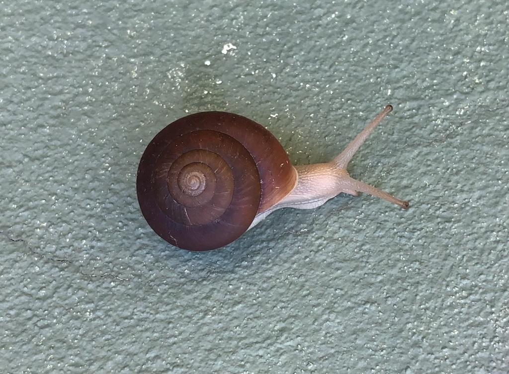 Blinking Snail from Viti Levu, Fiji, FJ on October 12, 2022 at 0802 AM