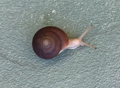 Quantula striata