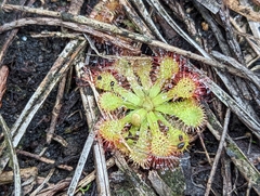 Drosera capillaris