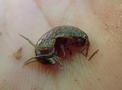 Talitroidea
