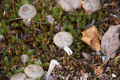 Cantharellula umbonata