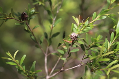 Asteromyrtus lysicephala