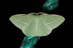 Chlorocoma stereota