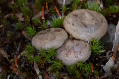 Cantharellula umbonata