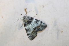 Catocala connubialis