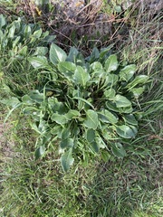 Tetragonia decumbens