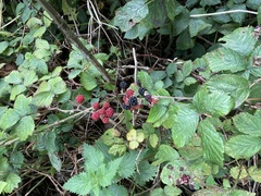 Rubus affinis
