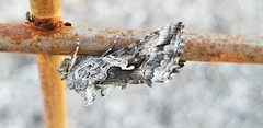 Autographa