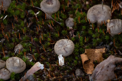 Cantharellula umbonata