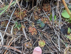 Drosera capillaris