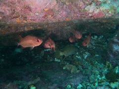 Corvula macrops