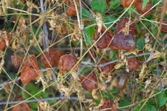 Cardiospermum halicacabum