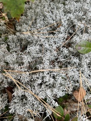 Cladonia rangiferina