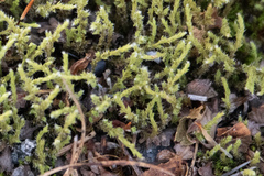 Antitrichia curtipendula