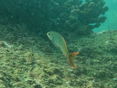 Cephalopholis colonus