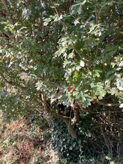 Crataegus monogyna