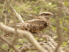 Hydropsalis torquata
