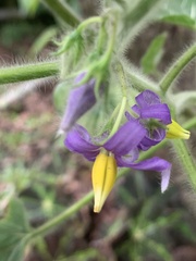 Solanum mammosum