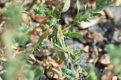 Hesperotettix viridis