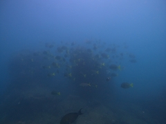 Prionurus laticlavius