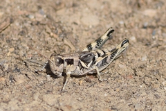 Melanoplus lakinus