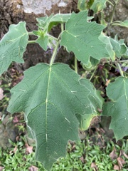 Solanum mammosum