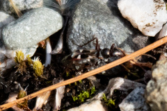 Slaterobius insignis