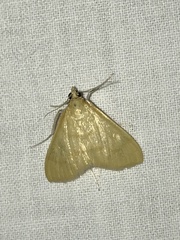 Helvibotys helvialis