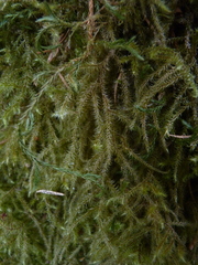 Selaginella oregana