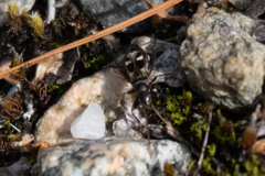 Slaterobius insignis