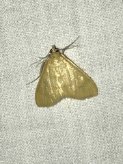 Helvibotys helvialis
