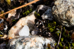 Slaterobius insignis