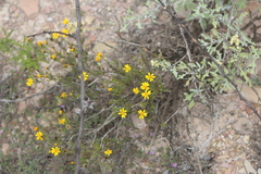 Thymophylla acerosa