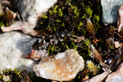 Slaterobius insignis