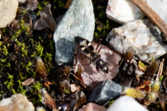 Slaterobius insignis