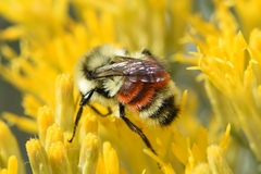 Bombus bifarius