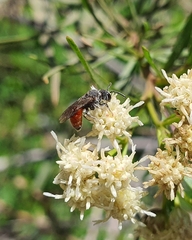 Austrosphecodes chilensis