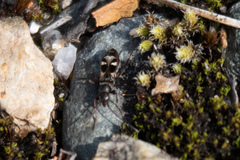 Slaterobius insignis