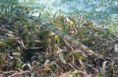 Fistularia commersonii