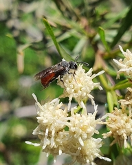 Austrosphecodes chilensis