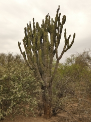 Cereus stenogonus