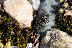 Slaterobius insignis