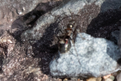 Slaterobius insignis