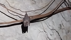 Artibeus jamaicensis