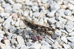 Encoptolophus costalis