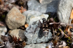 Slaterobius insignis
