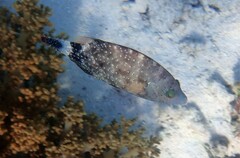 Cheilinus chlorourus